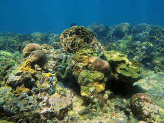 Fototapeta na wymiar Underwater landscape in coral reef Caribbean sea