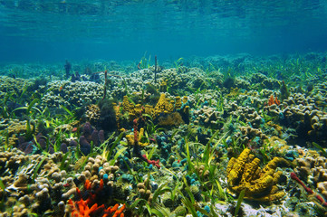 Fototapeta na wymiar Underwater landscape on a colorful seabed
