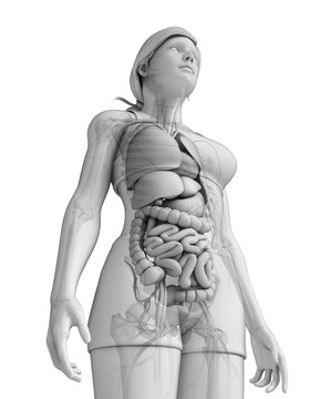 Digestive system of female anatomy