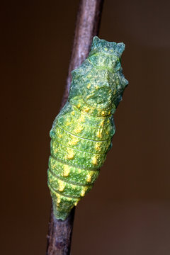Macaone crisalide
