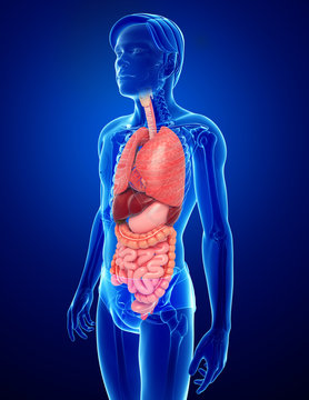 Illustration of male digestive system artwork