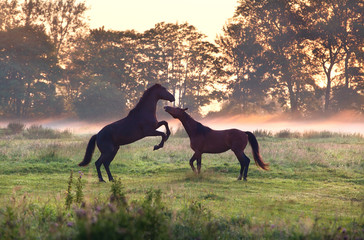 two playing horses on misty pasture