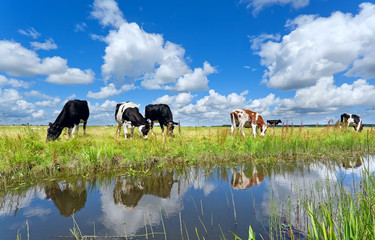cows on pasture by river over blue sky