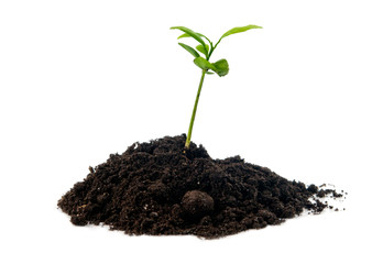 plant in soil isolated