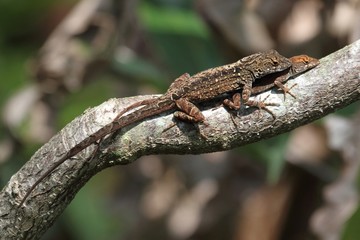 Brown Anole Lizards (Anolis sagrei)