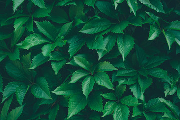 Nature background with green leaves