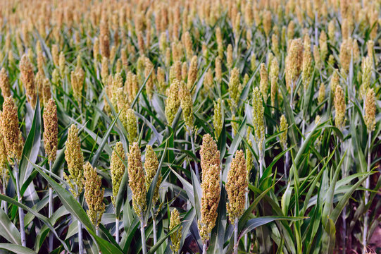 Coltivazione di Sorgo o Saggina - Sorghum vulgare