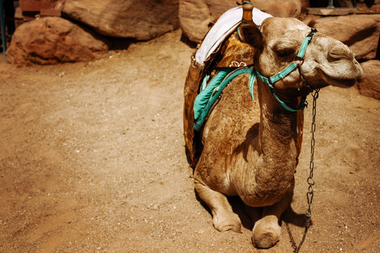 Camel sitting on a desert land
