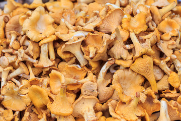 Background of freshly cut chanterelles
