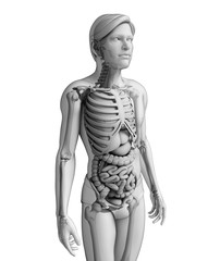 Digestive system of male anatomy