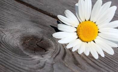 margerite auf holz