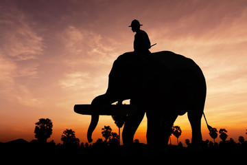 Fototapeta na wymiar Elephant working on twilight time