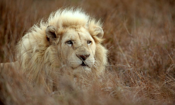 White Lion