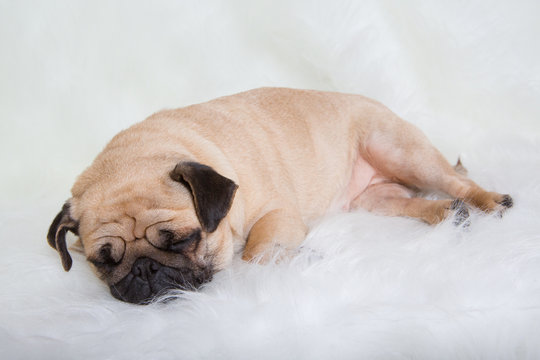 Funny Pug/Funny Pug at white background
