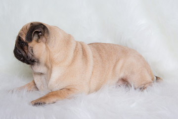 Funny Pug/Funny Pug at white background