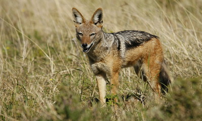 Naklejka na ściany i meble A black backed Jackal in this side on landscape portrait of this unique mammal looking into the camera. Taken in Addo elephant national Park,eastern cape,south africa