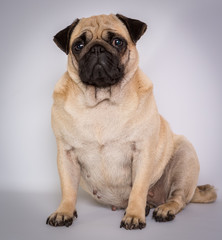 Funny Pug/Funny Pug at white background