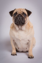 Funny Pug/Funny Pug at white background