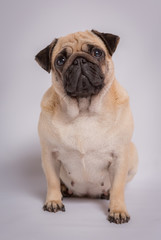 Funny Pug/Funny Pug at white background