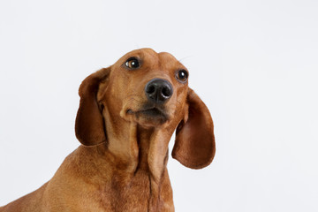 Funny dachshund/Funny dachshund 
