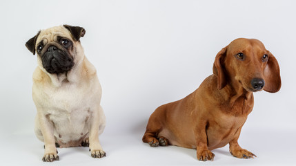 Funny dachshund and Pug/Funny dachshund and Pug
