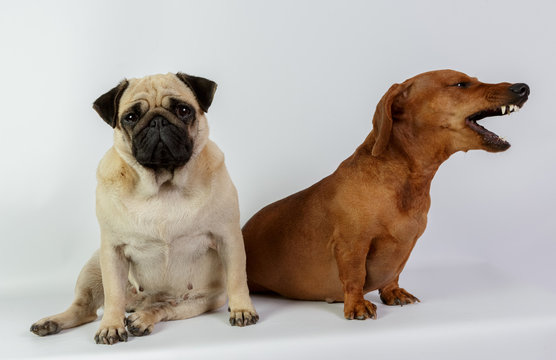 Funny dachshund and Pug/Funny dachshund and Pug