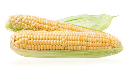 Fresh raw corn cobs isolated on the white background