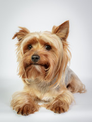 Funny Yorkshire terrier