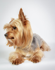 Funny Yorkshire terrier