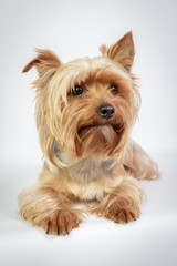 Funny Yorkshire terrier