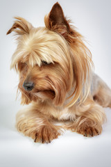 Funny Yorkshire terrier