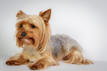 Funny Yorkshire terrier