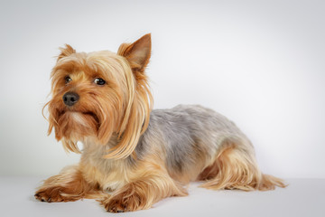 Funny Yorkshire terrier
