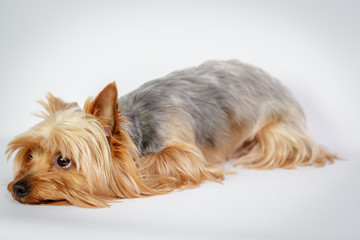 Funny Yorkshire terrier