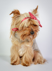 Funny Yorkshire terrier