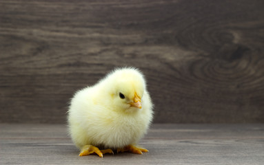 yellow chicken on a wooden background