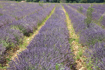 Fototapeta premium Lavender fields near Sault, France