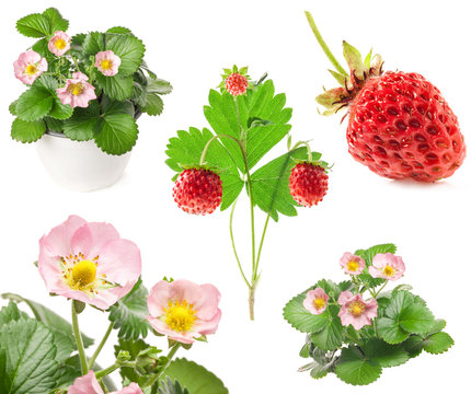 Collections of strawberry flowers and berry isolated on white ba