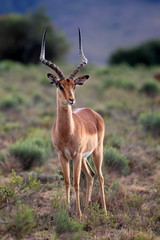 Impala ram posing in this image
