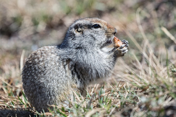 Ground squirrel