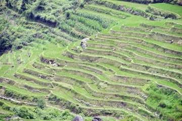 Gordijnen Longsheng Rice Terrace,Guilin, Guangxi, China © bruceau