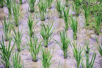 Tuinposter Longsheng Rice Terrace,Guilin, Guangxi, China © bruceau