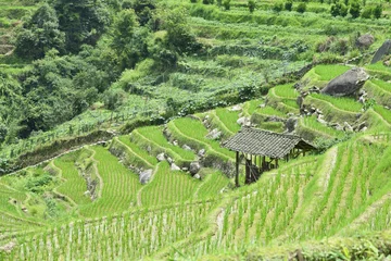 Gordijnen Longsheng Rice Terrace,Guilin, Guangxi, China © bruceau