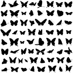 Schmetterlinge Vektor Set © Naturestock