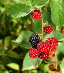 Black and red berries