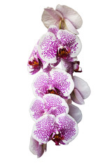 Phalaenopsis isolated on white background with clipping path