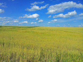 Fototapeta premium Meadow of wheat. Beautiful landscape. Belgorod Oblast. Russia.