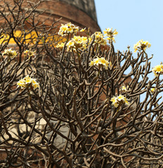 bright beautiful flowers plumeria on tree