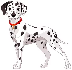 Muurstickers Schattige Dalmatische hond © Anna Velichkovsky