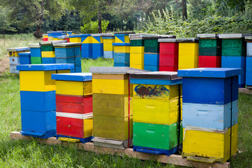 Beehives in forest